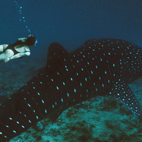 Whale Shark Trip with a Marine Biologist