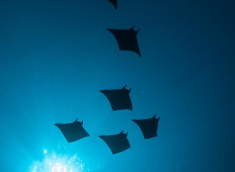 Diving
