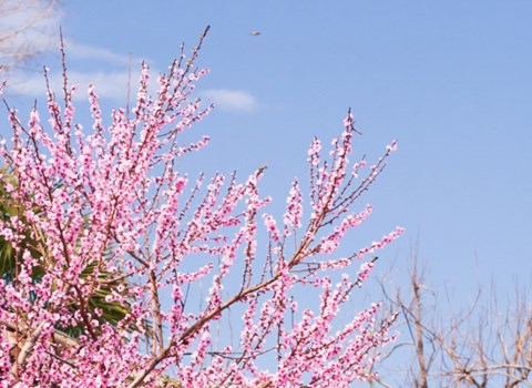 LUX* Peach Valley